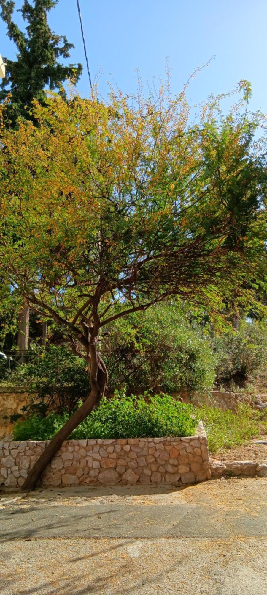 Athenian Asty Guesthouse エクステリア 写真